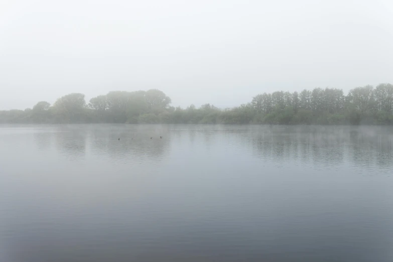 foggy morning on a lake with ducks and trees