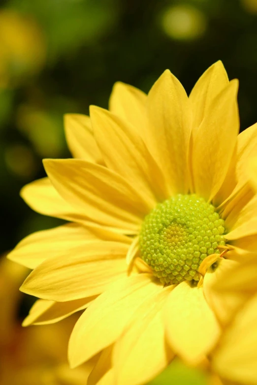 a closeup view of a large, bright yellow flower