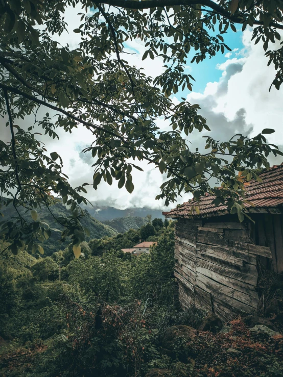 an abandoned shack sits in the woods near trees