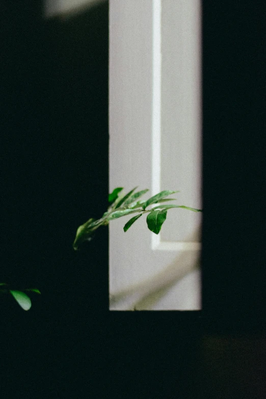 a small potted plant sitting next to a window