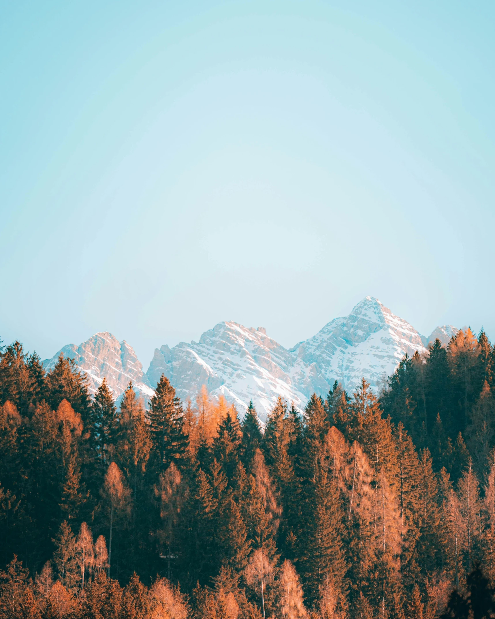 snow capped mountain tops are visible above some trees