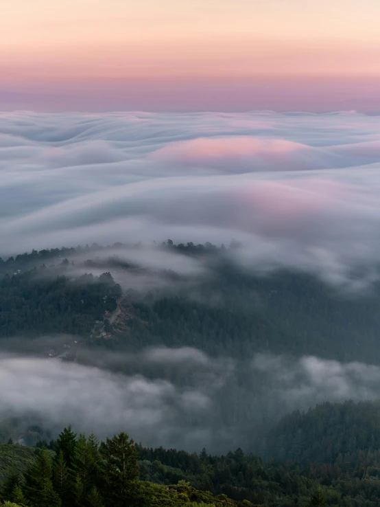 the clouds above the treeline are so low that they glow pink