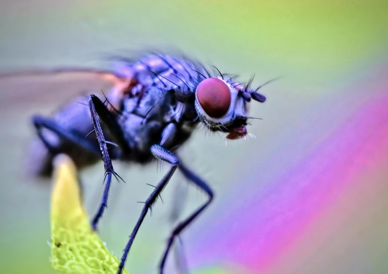 a close - up of a fly that is very big