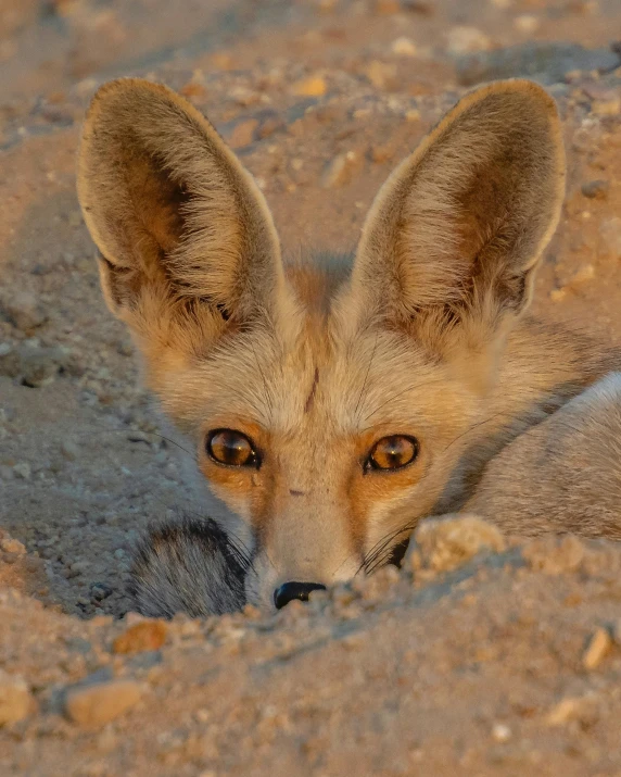 the head and shoulders of a young fox looking up while laying down