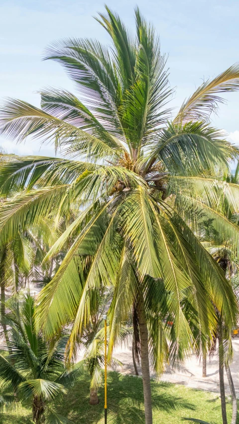 a small palm tree in the middle of a grassy field