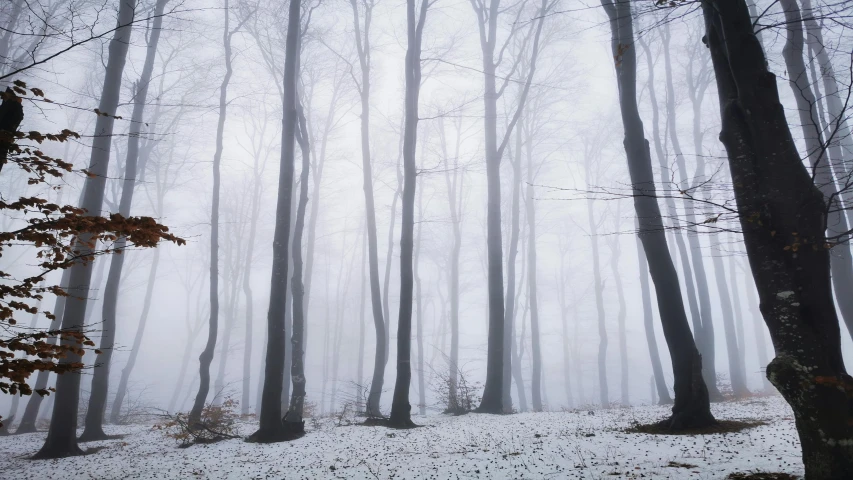 the woods are completely covered in thicket as the snow is falling