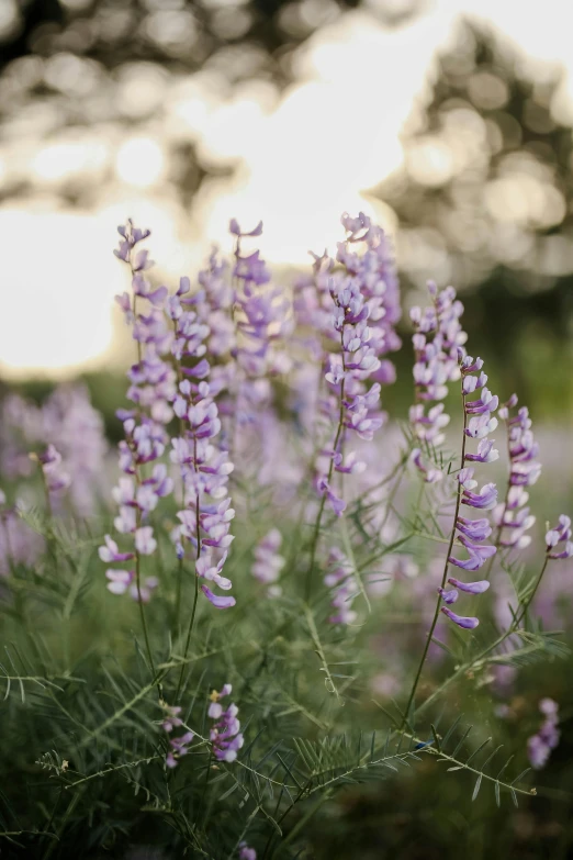 a group of purple flowers near one another