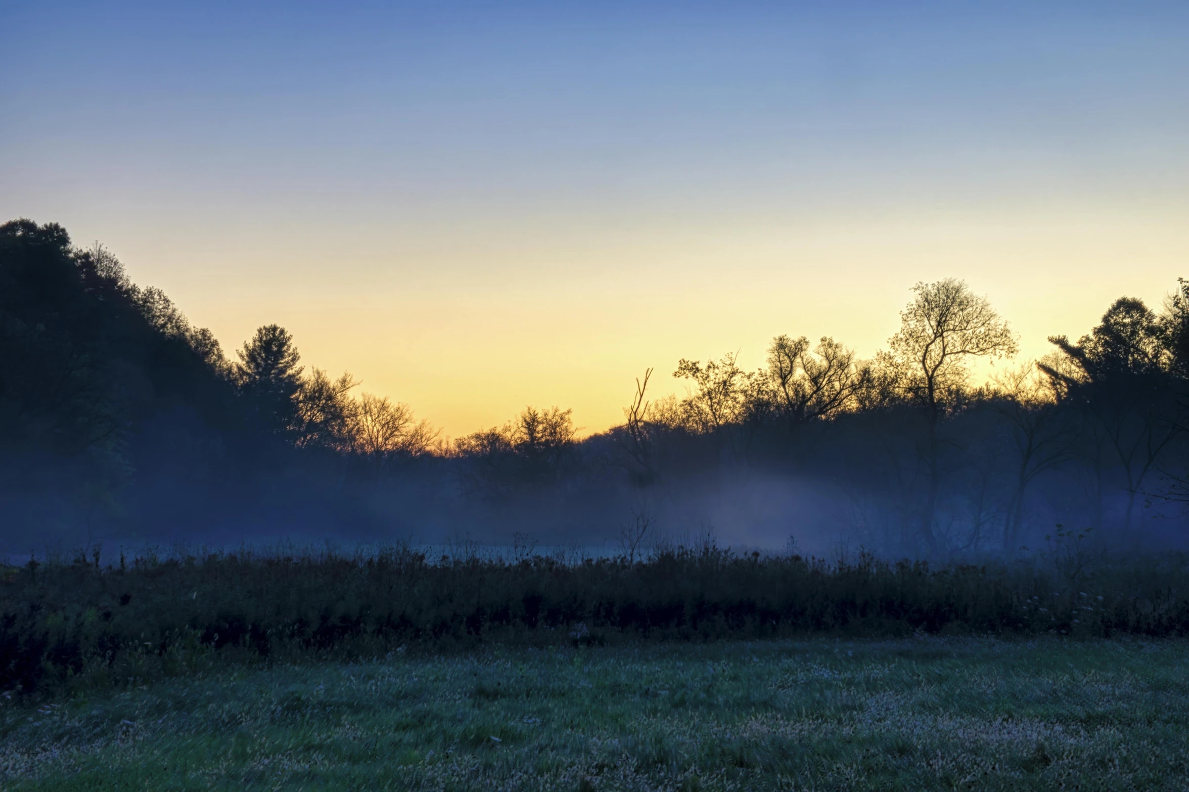 a horse is standing in a grassy field on a misty day