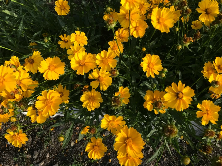 many yellow flowers and grass on the ground