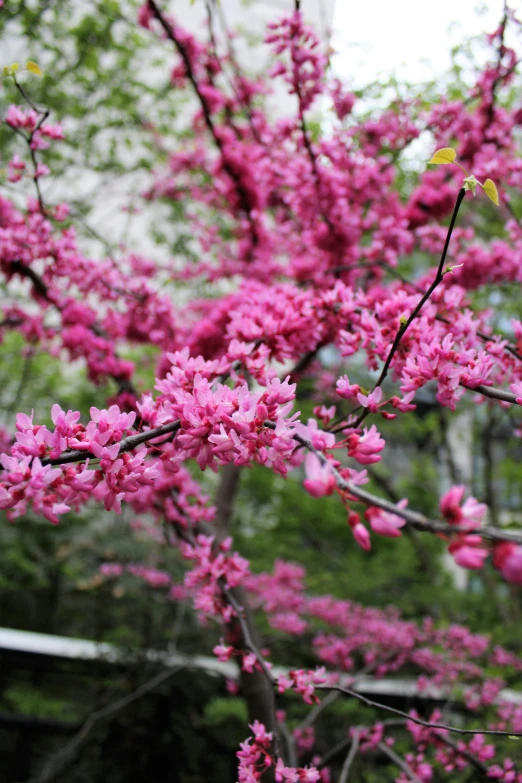 a group of trees that have purple flowers on them