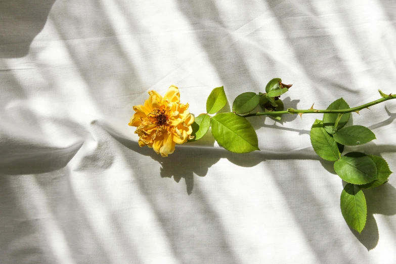 one yellow flower with green leaves on the ground