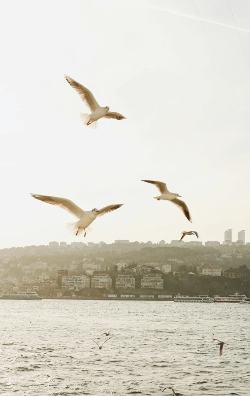 three seagulls fly over the water as the sun shines