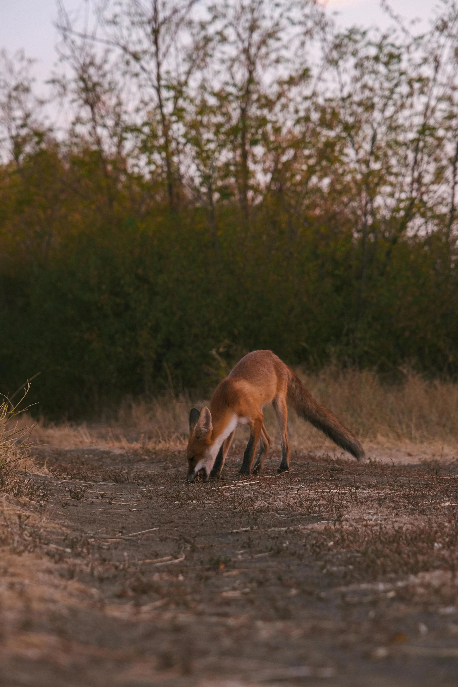 the brown fox is walking along in the dirt