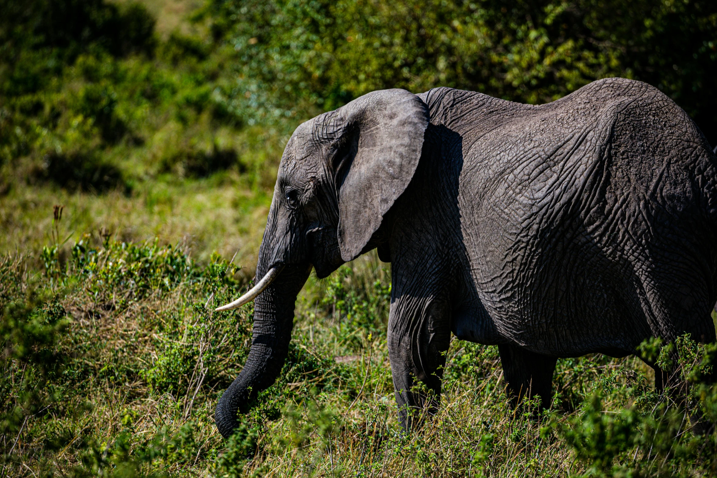 an elephant standing in a green field next to trees