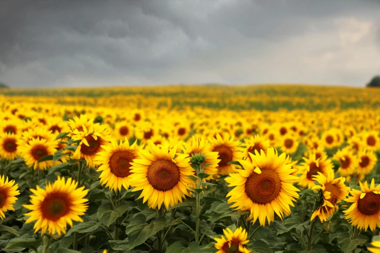 a field with many large sunflowers in it