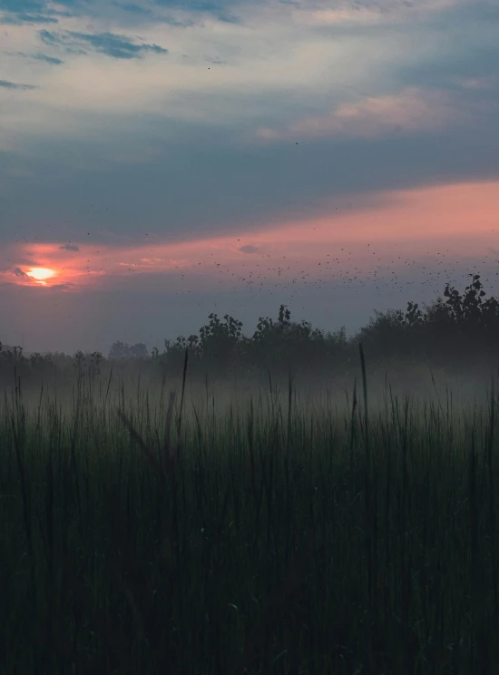 the sun set as mosquito swarms the grass in front of it