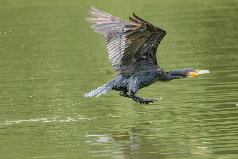 an eagle flying low over water with its wings spread