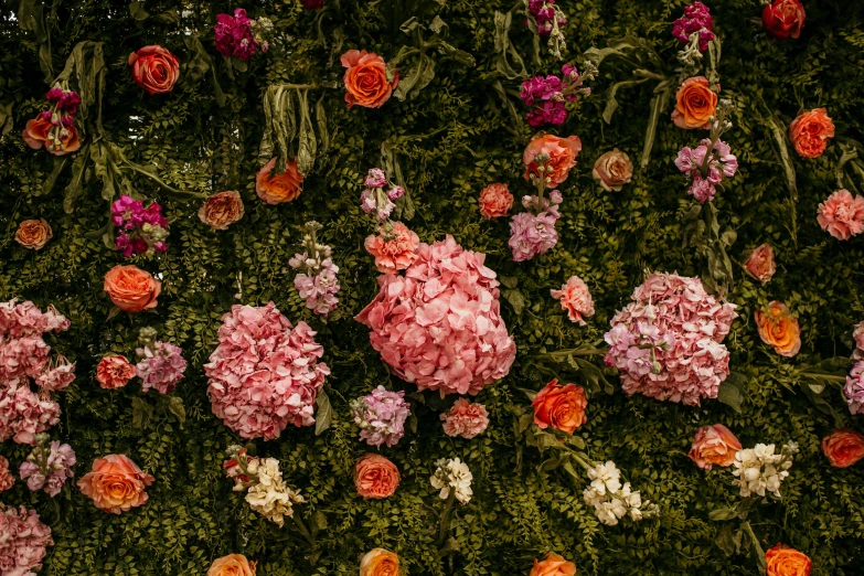 large group of flowers near one another in the ground