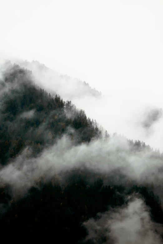 trees on a mountain covered in fog and clouds