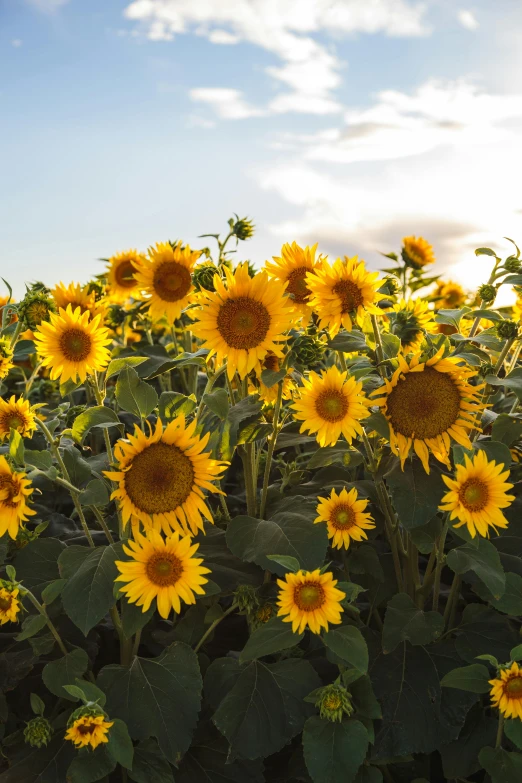 a sunflower field with one big blooming sunflower