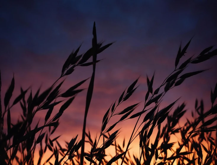 a tall grass in the sunset with some clouds in the background