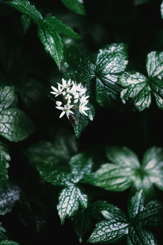 a closeup of leaves with a white flower