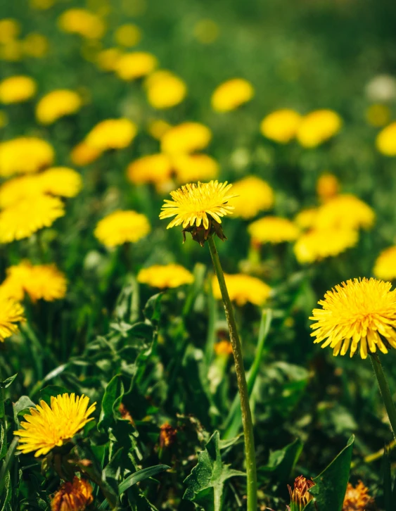 some yellow flowers are standing near one another