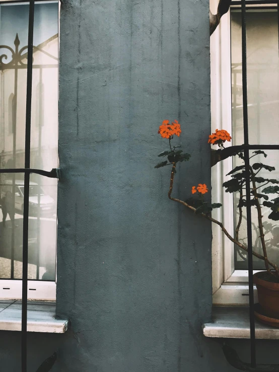 the flowers are blooming in the pot outside the window