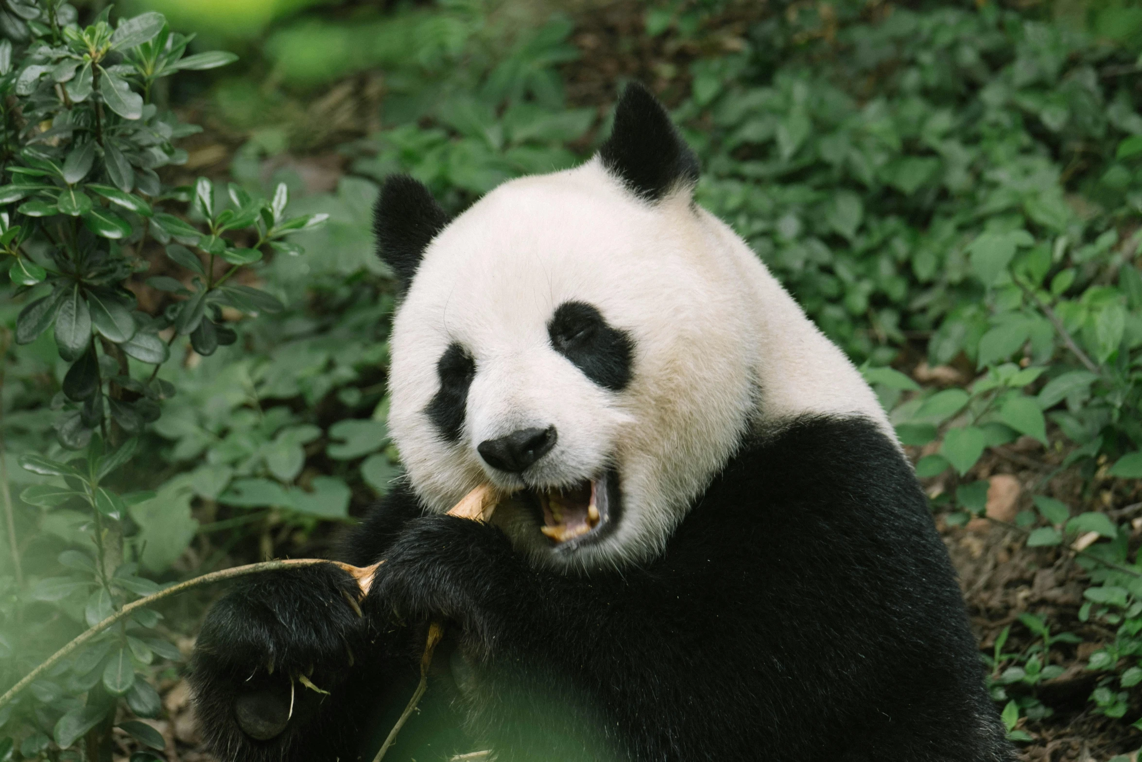 a panda eating some food in a field