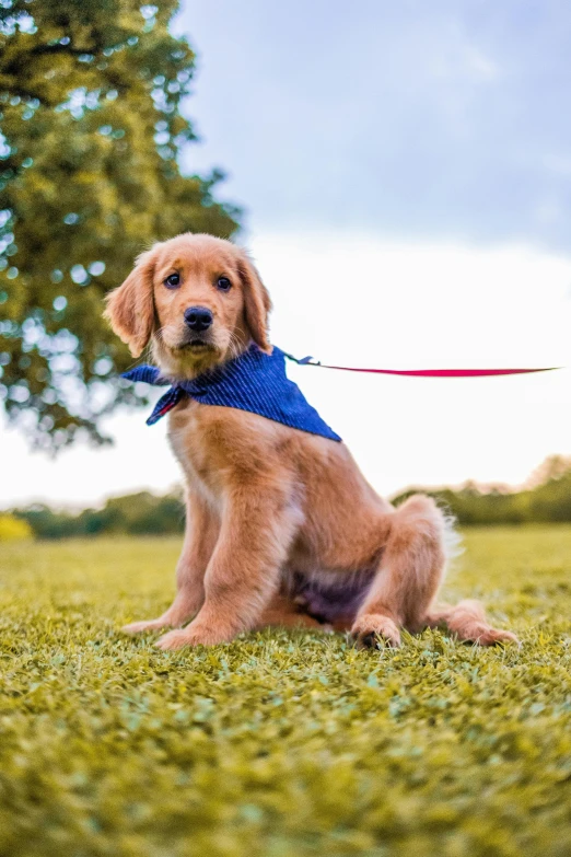 a brown dog wearing a blue shirt on the grass