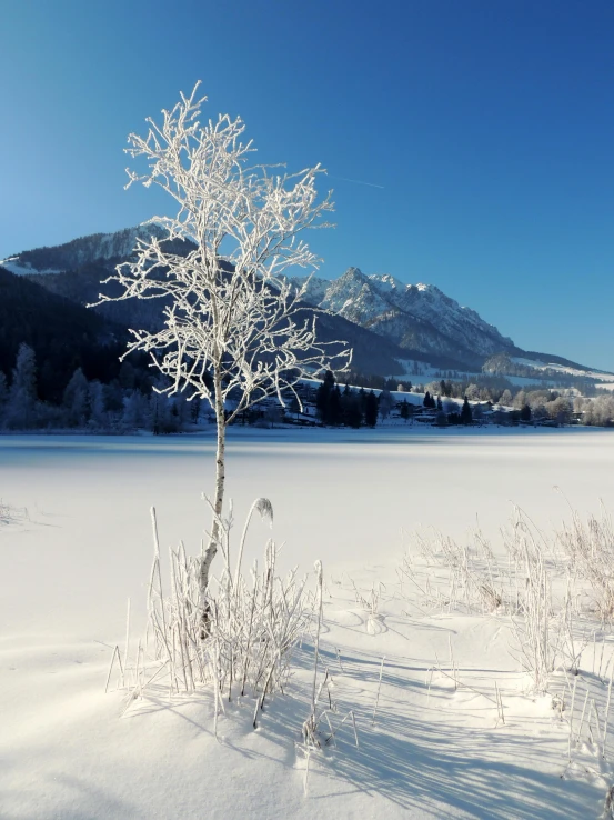 there is a snow covered tree next to a lake