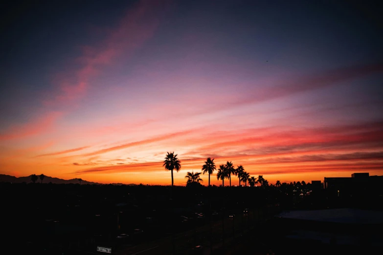 the sky has been sunset - colored with palm trees in silhouette