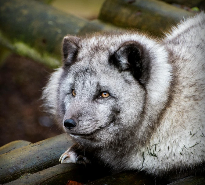 a wolf resting on some logs near the water