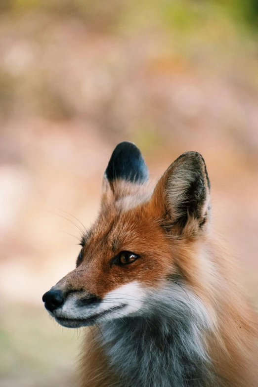 this fox is looking intently to its left