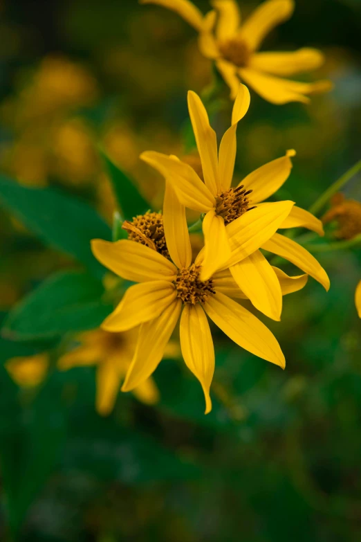 a bunch of yellow flowers growing next to each other