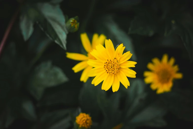 an array of yellow flowers with large leaves