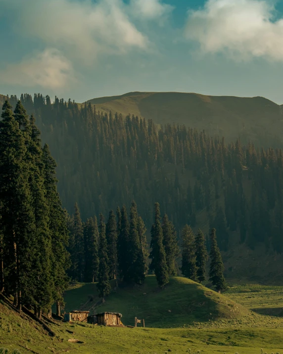 the horses graze on grass beside the trees