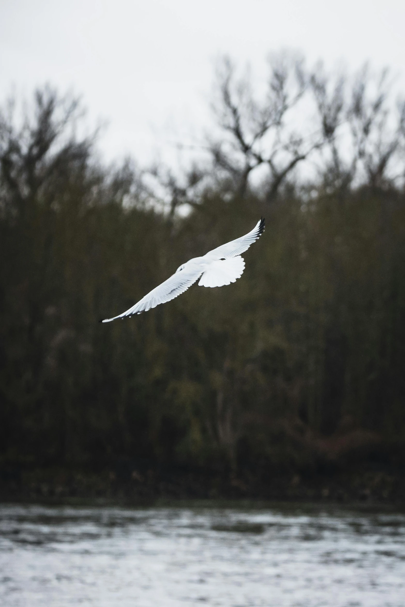 a bird flying above the water near the trees