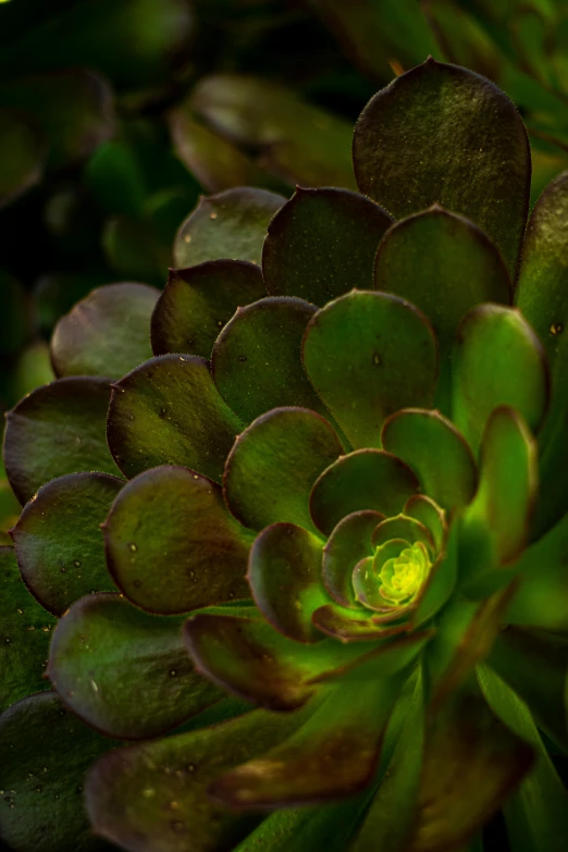 a green plant with dark leaves in the sun