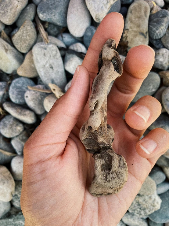 a persons hand holding a small dried up mushroom