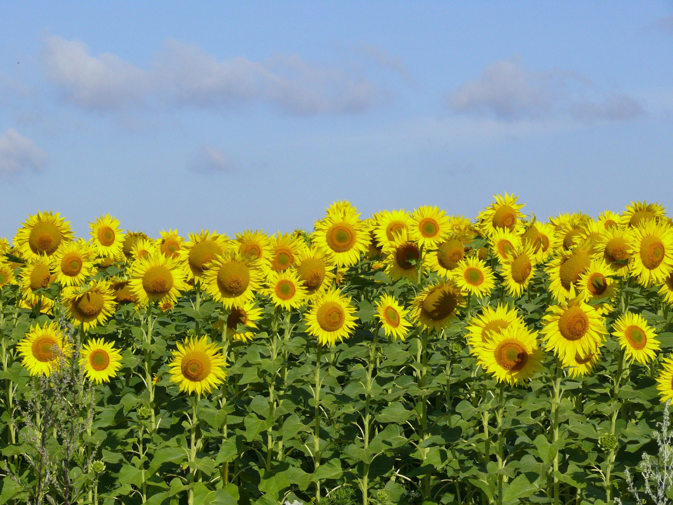 a huge field full of sunflowers under a partly cloudy blue sky