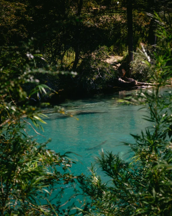 water in the middle of forest near trees