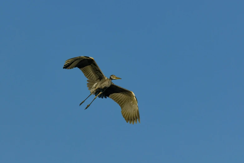 a heron is soaring in a clear blue sky