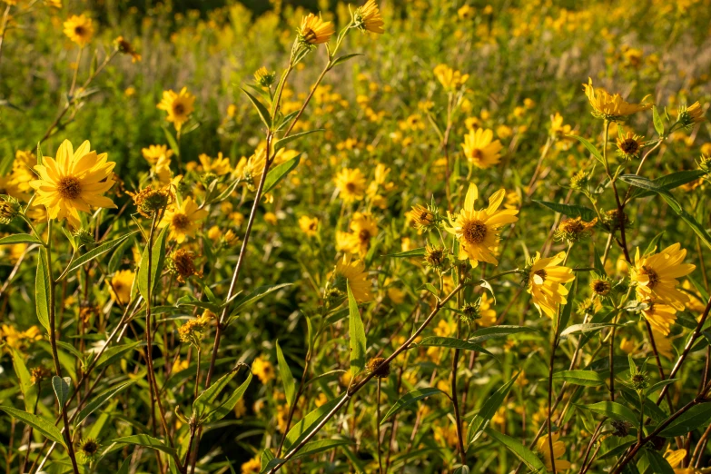 yellow flowers and grass in a field