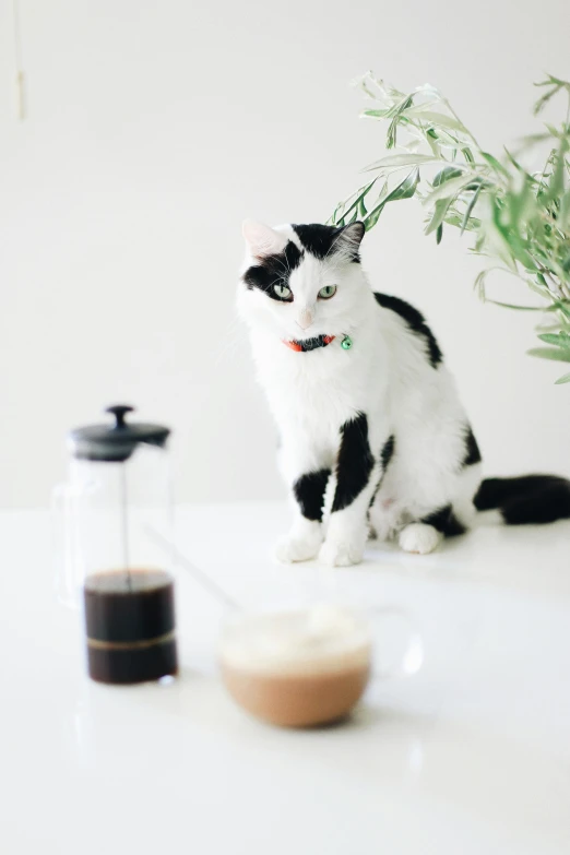 the black and white cat is sitting next to a small vase with green plants