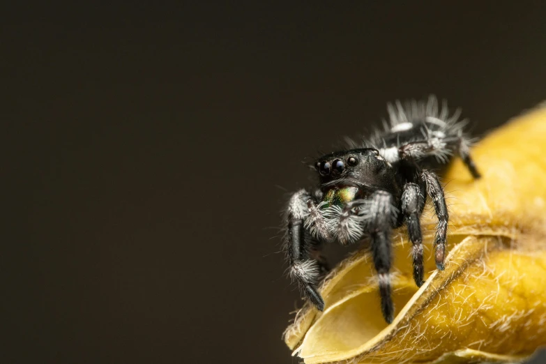 a spider crawling on the side of a banana