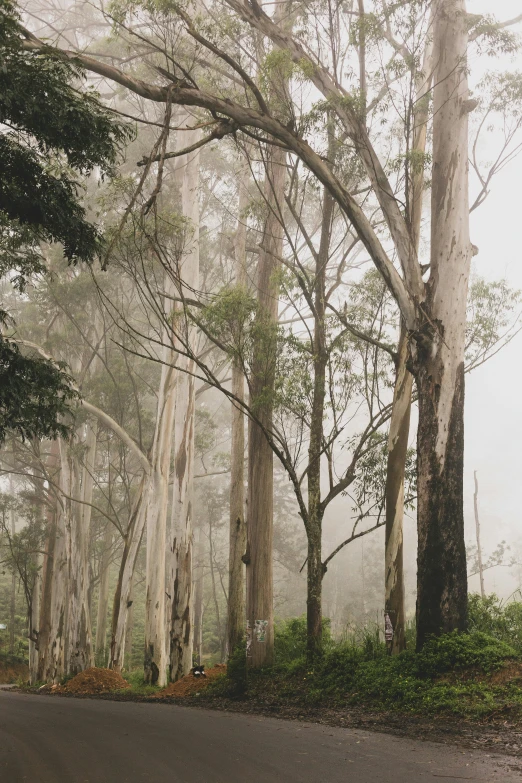 fog on the trees surrounding a wooded road