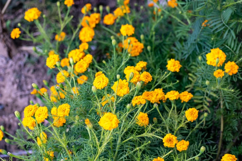 a close up view of yellow flowers in the middle of the day