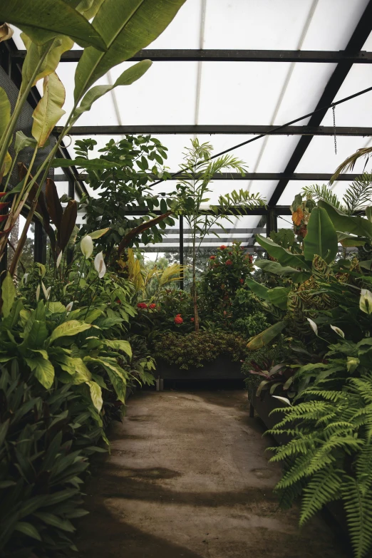 there is a walk way inside a greenhouse that has lots of green plants in it