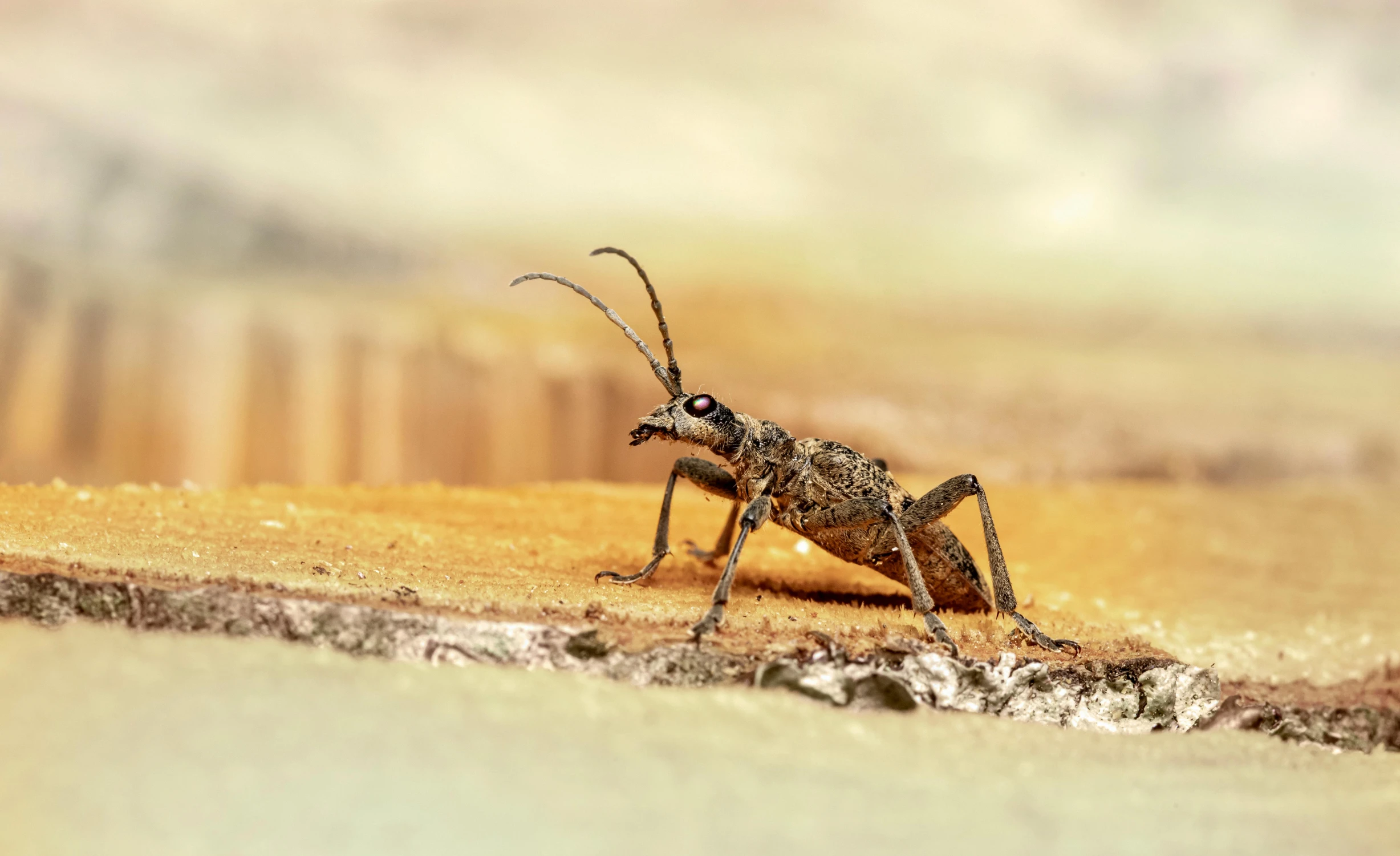 a bug sitting on top of sand next to a body of water